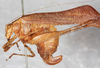 CollectionObject 1532279; dabf441d-7d96-4bf9-aa8c-20a448a305fc: female, lateral view (syntype). (CollectionObject).