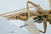 CollectionObject 1595894; 954643fd-4afc-4b3a-986d-7f8000f04cb3: female, ventral view (syntype). (CollectionObject).