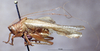 CollectionObject 1539586; 0998ede1-77b1-4e30-8a19-58818506b49a: male, lateral view (holotype). (CollectionObject).