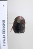 CollectionObject 1552823; NHMUK(SF IMPORT DUPLICATE) BMNH(E) 876513, 78e989ad-1fee-4b1a-860f-dc173e5b5d5d: Copyright NHM, London. Holotype female of synonym Pseudoglomeris dubia, dorsal view. (CollectionObject).