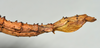 CollectionObject 1556966; a89197eb-23aa-4902-b0f8-bc0103067a78: copyright CMNZ, Christchurch. female of synonym Acanthoxyla suteri: end of abdomen, lateral view (syntype). (CollectionObject).