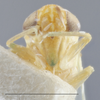 Head: !! display not done !! on Empoasca (Empoasca) loregia Ross, 1959: Head/Face. (Observation).