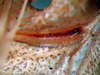 CollectionObject 1500248; 7365f392-aacf-4669-b0d1-024d772d7d36, DORSA BTararetS01: stridulatory file (syntype). (CollectionObject).