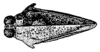Synalibas vagans Günther, 1939: Fig. 247 [probably after syntype]. female, head and pronotum, dorsal view (shoulder width 2.2 mm). (Otu).