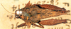 CollectionObject 1505095; c142c93e-02e3-4f9f-9844-6c11d650d23c, DORSA D097XF01: female, dorsal view. (CollectionObject).