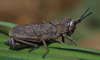Dictyophorus (Tapesiella) griseus griseus (Reiche & Fairmaire, 1849): 2010. female (Kilimanjaro, Kidia). (Otu).
