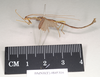 CollectionObject 1562186; a63acc98-9c60-4a9c-8f85-f0067c7ff579: copyright Natural History Museum, London. male, lateral view (syntype). (CollectionObject).