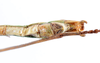 CollectionObject 1557316; ef8f46dd-15ca-4ae9-809c-7fa67f2aa06a: copyright ZMUH, Hamburg. male: end of abdomen, ventral view (holotype). (CollectionObject).