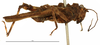 CollectionObject 1574086; be85dfef-fdf6-4fde-b019-7cbc861decba: male, lateral view. (CollectionObject).