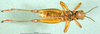 CollectionObject 1501310; 30703f03-b6fa-4b74-a97f-f931a473c655, DORSA BA000875S01: male, ventral view (holotype). (CollectionObject).