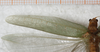 CollectionObject 1532123; NMW 7251, 6caafc8d-56bd-44ad-aed9-ee52b3bb9012: male, left tegmen (syntype). (CollectionObject).
