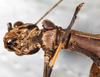 CollectionObject 1558657; 133da2a3-3d44-4789-86e5-4671977f2951: copyright NMW, Vienna. female: head, ventral view (syntype). (CollectionObject).;CollectionObject 1558658; d4fb1899-121f-4e8d-be5e-b67e32f58e28: copyright NMW, Vienna. female: head, ventral view (syntype). (CollectionObject).