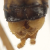 CollectionObject 1537417; 2e1c51b7-c5a3-4766-ac35-018e544d582b: male cerci (paratype). (CollectionObject).