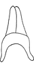 Connective on Eurhadina (Singhardina) robusta (Mahmood, 1967): Connective. (Observation).