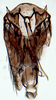 Subgenital plate, ventral view on Scaphytopius heldoranus (Ball, 1931): Ohio State U. (Observation).