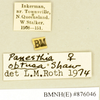 CollectionObject 1573003; 53ce62c6-835c-441d-aca7-436dec904ce3: Copyright Natural History Museum, London. Labels from non-type (adult female) in BM(NH). (CollectionObject).