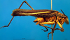 CollectionObject 1500586; 14a52cef-cf81-4732-8221-9f3b2e1ef18f, DORSA BTpoestrS02: male, lateral view (syntype). (CollectionObject).