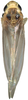 Habitus, dorsal view on Anufrievia qinlingensis Yang & Zhang, 2018: Habitus. (Observation).