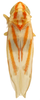 Habitus, dorsal view on Erythridula obvia (Beamer, 1930): Habitus (INHS collection). (Observation).