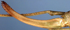 Isophya karabaghi Uvarov, 1940: female ovipositor (paratype). (Otu).