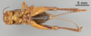 Female, ventral view (holotype of Gryllus alogus) Depicts CollectionObject 1522782; 54dc0d75-8b81-44b8-a9db-734131f9cf5f, a CollectionObject.