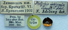 CollectionObject 1475703; 910432a5-8eb0-48a0-bdbc-a0be86a441af: labels (cotype of Platycleis iphigeniae). (CollectionObject).