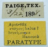 CollectionObject 1584346; b3fc7212-b1fe-4806-a8c3-d1f5eaf80fd6: labels (paratype of Apotettix eurycephalus). (CollectionObject).