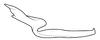 Stylus on Coarctana nigromedia Domahovski & Cavichioli, 2023: Male holotype [DZUP]: style, dorsal view. (Observation).