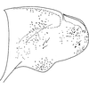 Pygofer, lateral view on Arboridia (Arboridia) ochracea Song & Li, 2015: (Observation).