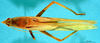 CollectionObject 1520499; 7fabcef1-f32e-4b15-97ea-839dc9aa7df7: male, dorsal view (holotype of Conocephalus dorsalis). (CollectionObject).