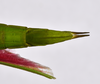 CollectionObject 1583387; QM T244503, b6757617-199f-4781-960f-065724f0e272: copyright QM, Brisbane. female: end of abdomen, ventral view (holotype). (CollectionObject).