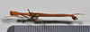 CollectionObject 1559851; a19eb260-1d37-40ef-b547-e1b1d39f104b: copyright NTUC. male, ventral view (syntype). (CollectionObject).;CollectionObject 1559852; 4f342293-8e32-43c8-aabd-67b5d43b4610: copyright NTUC. male, ventral view (syntype). (CollectionObject).;CollectionObject 1559853; 0624c8e5-f118-4578-a4ab-ef2df37cb695: copyright NTUC. male, ventral view (syntype). (CollectionObject).