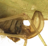 CollectionObject 1505653; a419e4d4-23d7-4d05-9f20-2603990a85e2: female ovipositor (probably syntype). (CollectionObject).