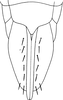 Ovipositor on Fagocyba cruenta (Herrich-Schäffer, 1838): Ovipositor and pregenital sternite (female). (Observation).