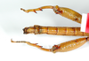CollectionObject 1562189; 86320c4b-8647-4fb5-886a-18d2f5d195da: copyright ZMB, Berlin. male: abdomen and hind legs, ventral view (holotype). (CollectionObject).
