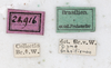 CollectionObject 1557314; 45f89d24-1a96-4478-9e78-82cb6e4f0af8: copyright NMW, Vienna. male, data labels (holotype). (CollectionObject).