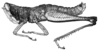 Maculiparia guyanensis Carbonell, 2002: Fig. 32 (after holotype). male habitus. (Otu).