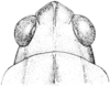 female, head, dorsal aspect. male, head, dorsal view. Depicts Tetrix subulata (Linnaeus, 1758), an Otu.