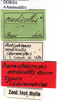 CollectionObject 1538325; aabbef28-c045-450b-9664-83088bbf36f4: labels (holotype). (CollectionObject).