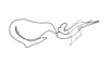 Dichroplus obscurus Bruner, 1900: Fig. 10. endophallus, lateral view. (Otu).