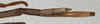 CollectionObject 1557142; d8f0877c-c1a1-45db-a5cd-ccb985dc866d: copyright NMW, Vienna. female: end of abdomen, lateral view (holotype). (CollectionObject).