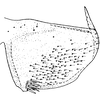 Pygofer, lateral view on Eupteryx (Eupteryx) vittata (Linnaeus, 1758): Pygofer, lateral view. (Observation).