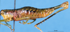 CollectionObject 1567229; 0814dfd5-2dc0-4462-8794-caf61dad1d93: female, lateral view (paratype). (CollectionObject).