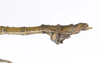 CollectionObject 1590191; USNM(SF IMPORT DUPLICATE) RD–044, fc1f0f9e-1e73-4b5b-b0b5-b68c812a0411: copyright USNM, Washington. male end of abdomen, lateral view (holotype). (CollectionObject).