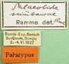 CollectionObject 1568774; a05c78c5-2b4d-4f72-baca-a9416187e0b3: labels (paratype). (CollectionObject).