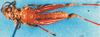 CollectionObject 1568973; f0c94d4d-a658-4739-8d27-d1382319fbff, DORSA D018AM01: male, ventral view. (CollectionObject).