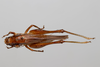 CollectionObject 2211603; 758a58a9-a385-44e2-acd9-f1baca3339fb, INPA-ORT 000170: Female, dorsal habitus. (CollectionObject).