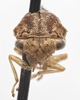 Head on Cyrtolobus gramatanus Woodruff, 1924: (Observation).