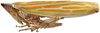 Habitus, lateral view: Vartalapa robusta, lateral habitus (INHS). (Observation).