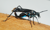 Aganacris nitida (Perty, 1832): female from Amazon Rainforest. (Otu).